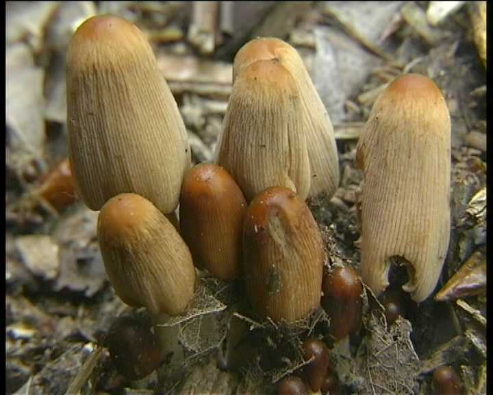 Coprinus auricomus     4. 5. 2004